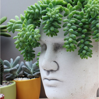 Sedum Buritto hängende geflochtene Pflanze im Blumentopf Sukkulent
